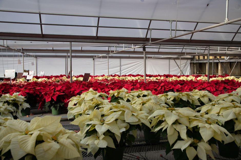 Essential care for Christmas flowers through winter 2026