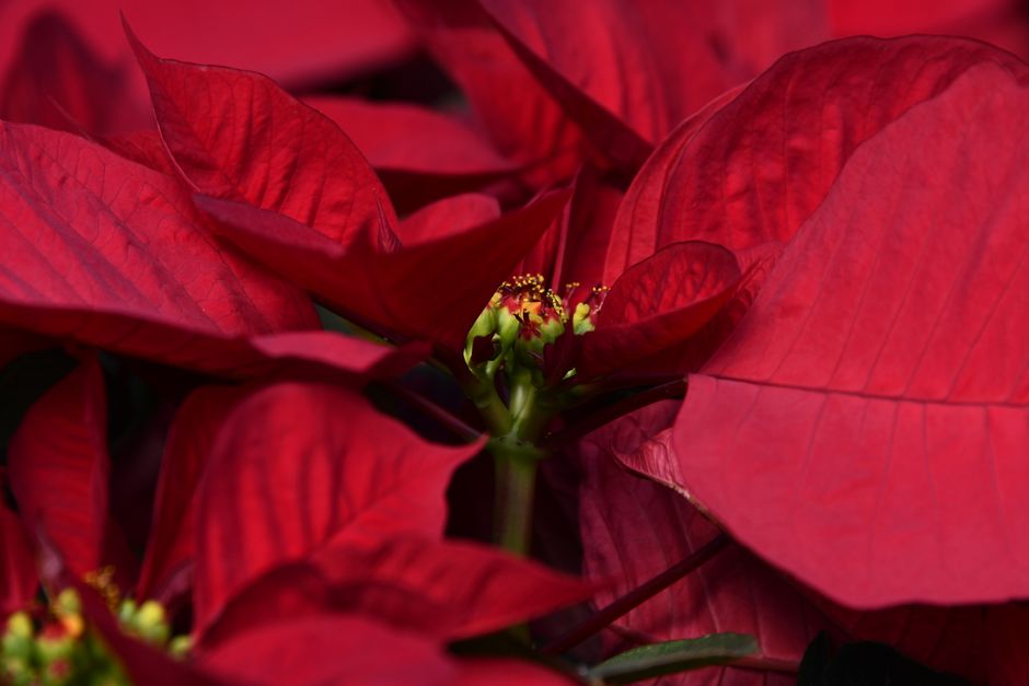 A large indoor greenhouse displays rows of poinsettia plants with vibrant red and creamy white bracts, arranged in black pots on metal shelving. The plants are densely packed, showcasing lush, texture