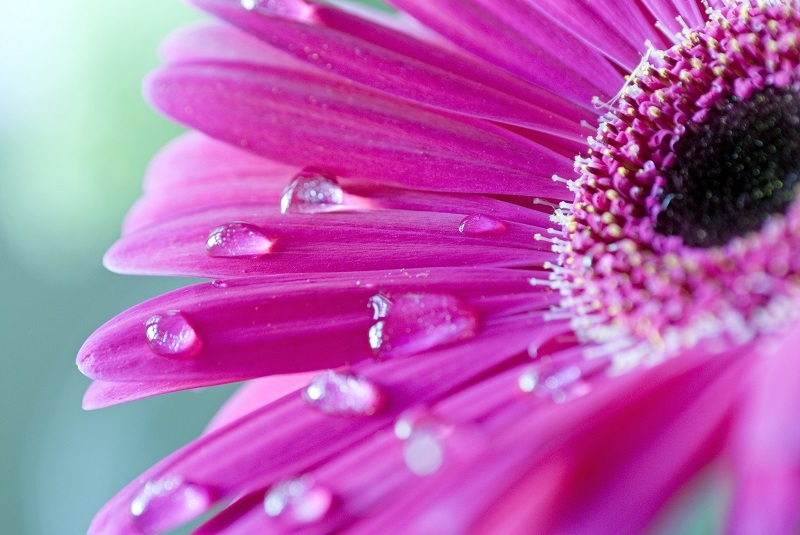 Revitalize Your Mind and Soul with the Positive Energy of Flowers